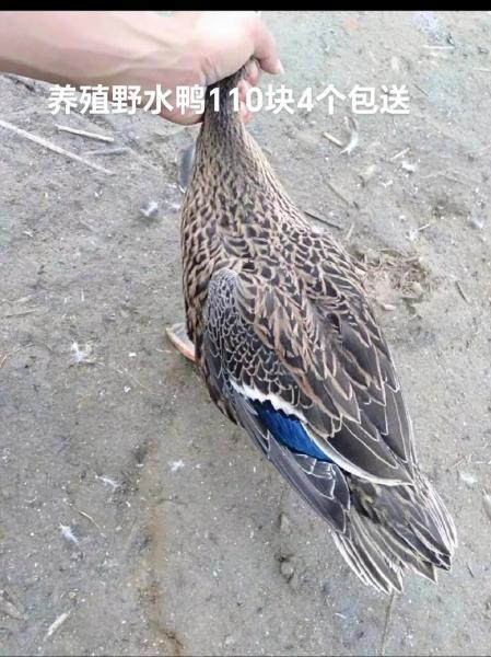 养殖野鸭子哪里有卖的，野鸭苗在什么地方买