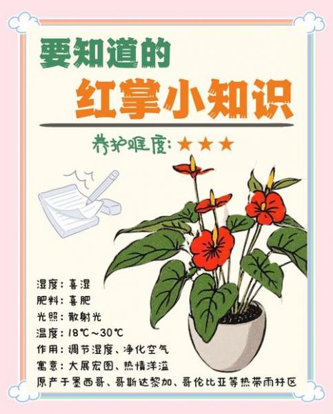红掌的养殖方法和修剪,红掌的养植方法