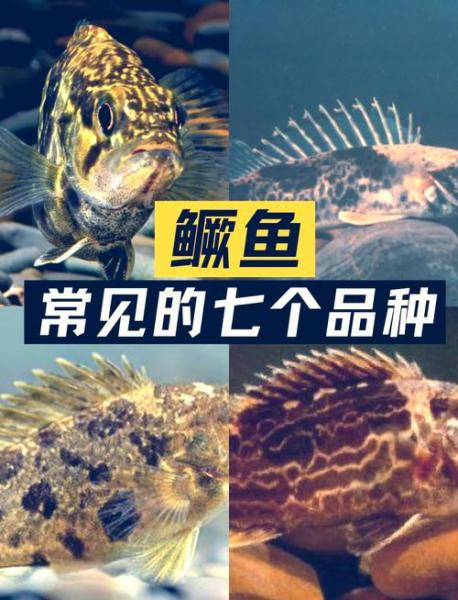 桂鱼需要什么样的水质去养殖?桂鱼适合什么水温?
