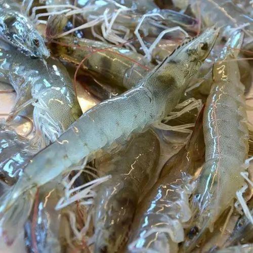 大虾好养殖吗?好管理吗？大虾养殖技术指导？